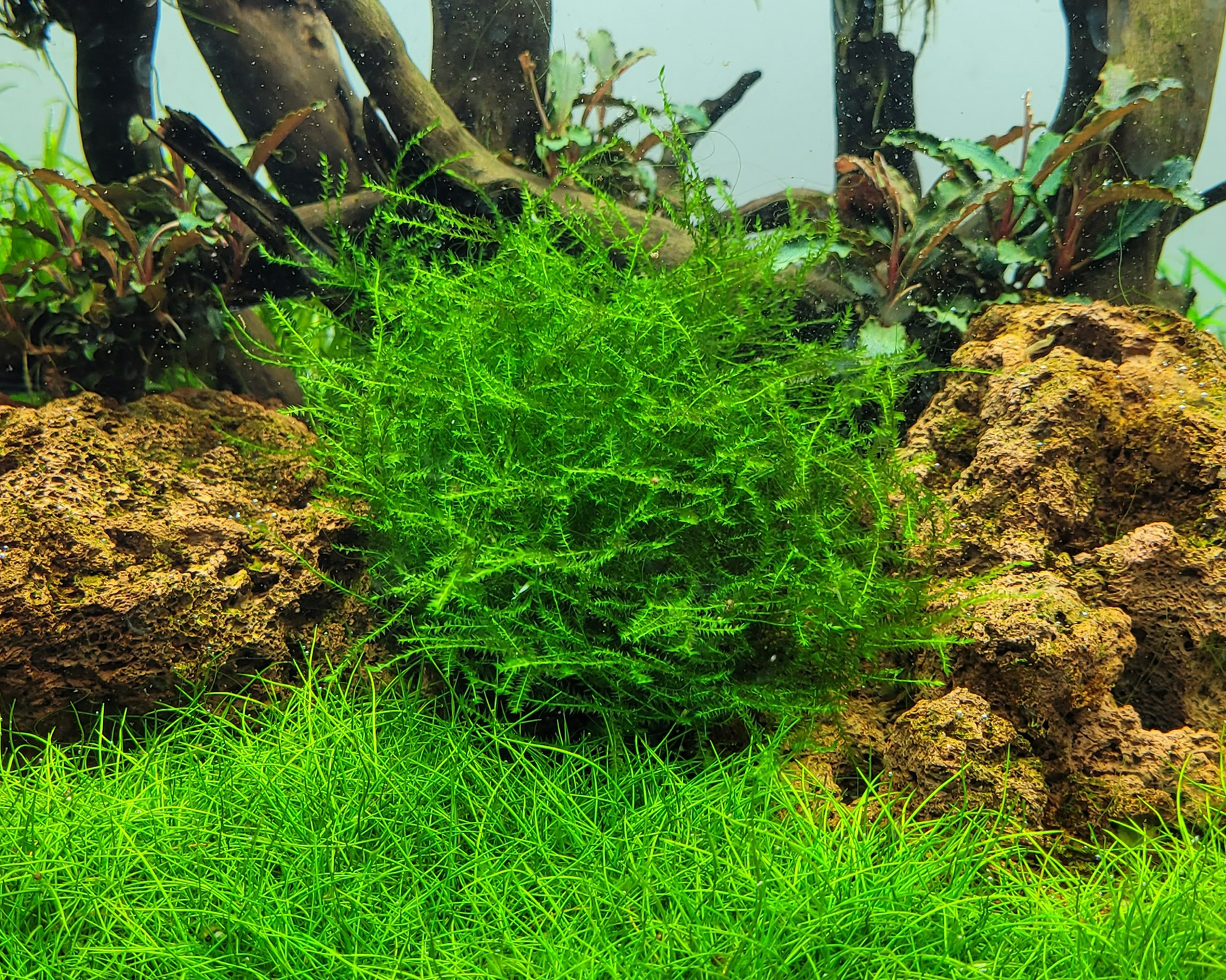 Leptodictyum riparium (Willow moss)